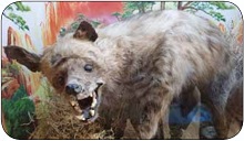 Hyaena